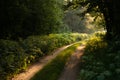 Enchanted Pathways: Majestic Forest Road in Summer Morning Royalty Free Stock Photo