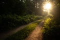 Enchanted Pathways: Majestic Forest Road in Summer Morning Royalty Free Stock Photo