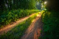 Enchanted Pathways: Majestic Forest Road in Summer Morning Royalty Free Stock Photo