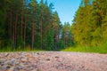 Enchanted Pathways: Majestic Forest Road in Summer Morning Royalty Free Stock Photo