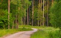 Enchanted Pathways: Majestic Forest Road in Summer Morning Royalty Free Stock Photo