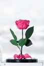 Enchanted Pink Rose On White Background. Beauty And The Beast Rose. Preserved Rose, Preserved Flower