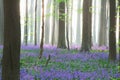 Enchanted pristine spring beech forest with a wild flower carpet of bluebells Royalty Free Stock Photo