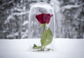 Enchanted Red Rose Under Glass Royalty Free Stock Photo