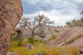 Enchanted Rock Tree