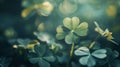 Enchanted Serendipity: A Quartet of Four Leaf Clovers Thrive Amidst the Majestic Forest