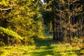 Enchanted Summer evening Forrest