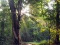 Enchanted Summer Morning Forrest Royalty Free Stock Photo