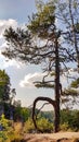 Enchanted tree at Bastei Bridge, Saxony, Germany