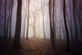 Enchanted tree in mysterious forest with fog Royalty Free Stock Photo