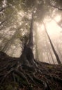 Enchanted tree in mysterious forest with fog