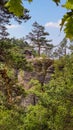 Enchanted tree on the ridge path on the Schrammsteine rocks, Saxony