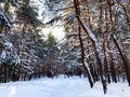 View at the Sormovsky Park in Nizhny Novgorod with thickets of pine trees, snow, trunks, branches, needles