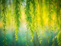 Enchanted Willow Branches A Long Exposure Masterpiece Capturing the Graceful Dance of Natures Green Canopy Royalty Free Stock Photo