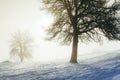 Enchanted winter morning with snow and magical light through trees