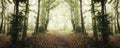 Enchanted woods panorama with mysterious fog in autumn