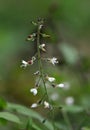 Enchanter's-nightshade