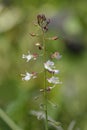 Enchanter`s Nightshade