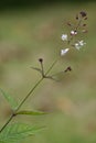 Enchanter`s-nightshade