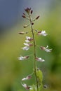 Enchanter`s-nightshade