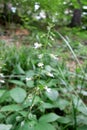 Enchanter's Nightshade (Circaea lutetiana)