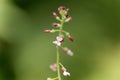 Enchanters nightshade, Circaea lutetiana.