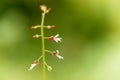 Enchanters nightshade, Circaea lutetiana.