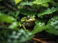 A frog blending into lush foliage on a rainy afternoon