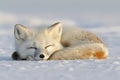 Enchanting arctic fox with beautiful white fur in stunning snowy arctic landscape