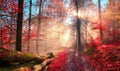 Enchanting autumn scenery in dreamy colors