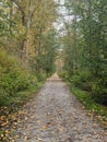 Sunset Pond Park: Autumn Leaves Carpet Forest Path, Bellingham, WA, USA Royalty Free Stock Photo