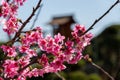 The enchanting beauty of cherry trees.