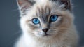 The enchanting beauty of a fluffy cat with striking blue eyes..AI generated image Royalty Free Stock Photo