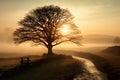 enchanting beauty of a misty morning in a rural landscape, where a tree is bathed in great lighting. Royalty Free Stock Photo