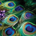 Enchanting Beauty of Peacock Feathers