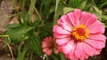 The Enchanting Beauty of Pink Flowers