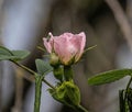 The Enchanting Beauty of Rosa Micrantha: Small-Flowered Sweet Briar