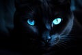 Enchanting Black cat blue eyes. Generate Ai Royalty Free Stock Photo