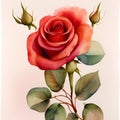 Enchanting Blooms - Realistic Red Rose Watercolor Illustration for Storybooks Royalty Free Stock Photo