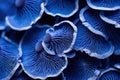 Enchanting Blue mushroom closeup background. Generate Ai Royalty Free Stock Photo