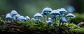 The enchanting blue mushrooms thriving on a moss-covered log in a tranquil forest. AI generated image Royalty Free Stock Photo