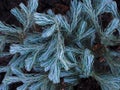 Enchanting blue plants in the park