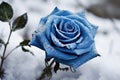 Enchanting Blue rose field in snow. Generate Ai Royalty Free Stock Photo