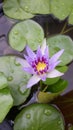 The Enchanting Blue-Water Lily