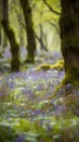 Enchanting Bluebell Forest in Full Bloom on a Sunny Spring Day