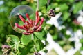 Enchanting bubble on unopened Honeysuckle flower bud cluster