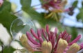 Enchanting bubble on unopened Honeysuckle flower bud cluster
