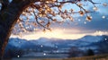 Enchanting cherry blossom tree with soft evening lights and snowy mountain view Royalty Free Stock Photo