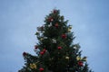 Enchanting Christmas Tree in Holiday Splendor with dark blue sky before evening