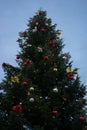 Enchanting Christmas Tree in Holiday Splendor with dark blue sky before evening